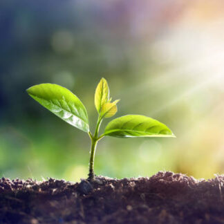 GroSpace- Seedling Logo