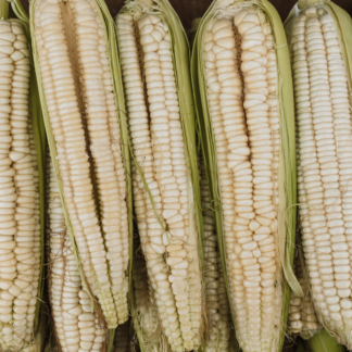 White Maize per ton