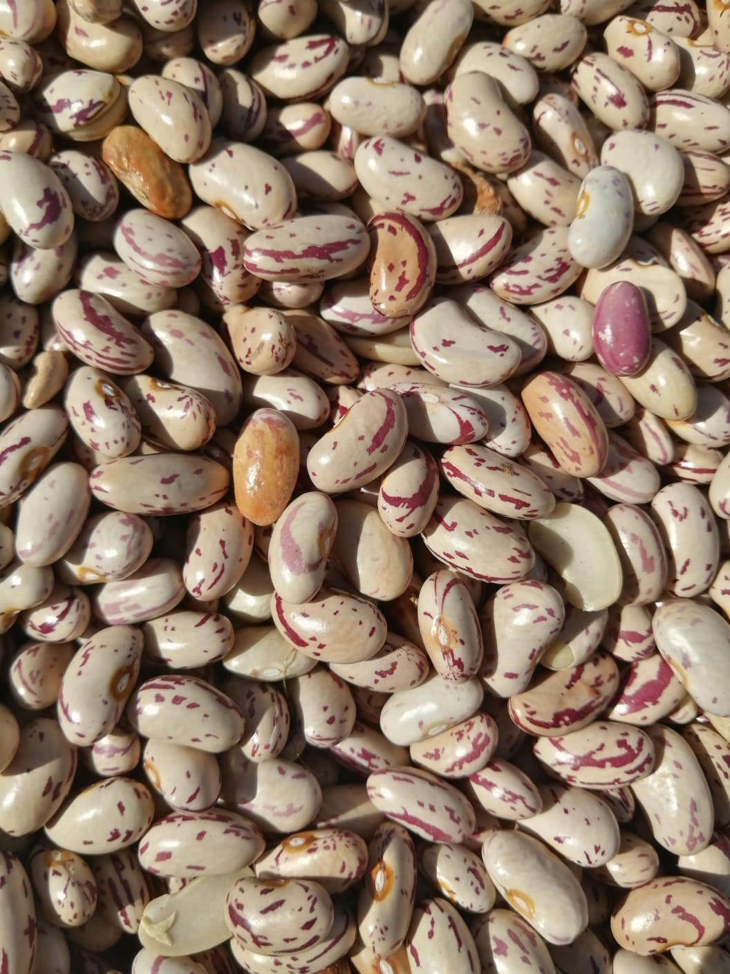 Sugar Beans price per ton - GroSpace Sugar Beans price per ton - GroSpace