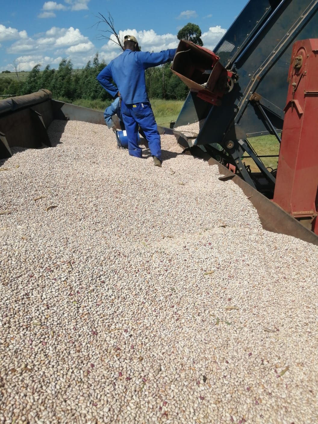 Sugar Beans for sale - GroSpace Sugar Beans for sale - GroSpace