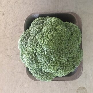 Broccoli
