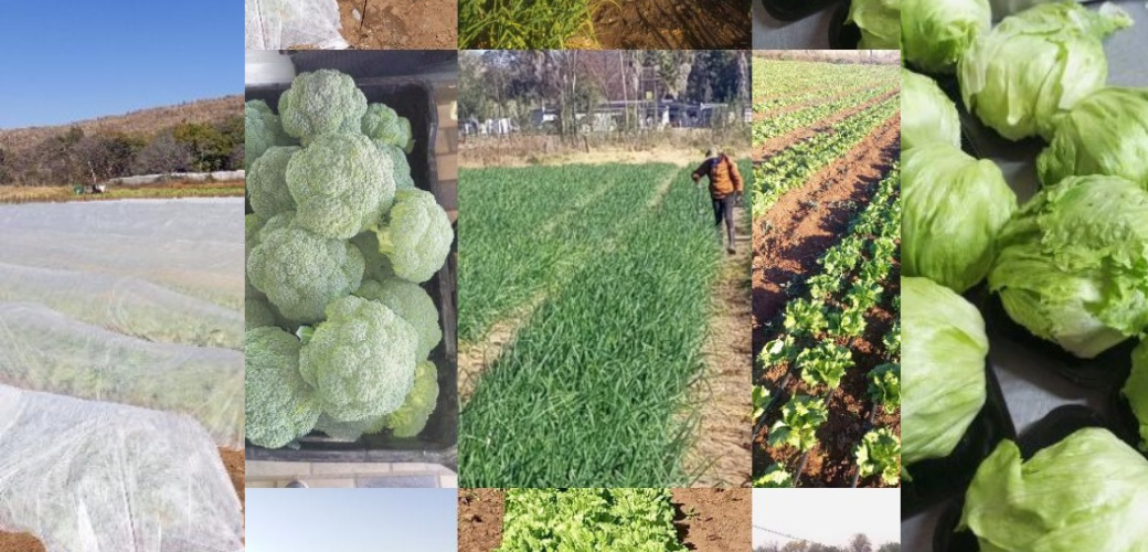 Vuyisile Veggies