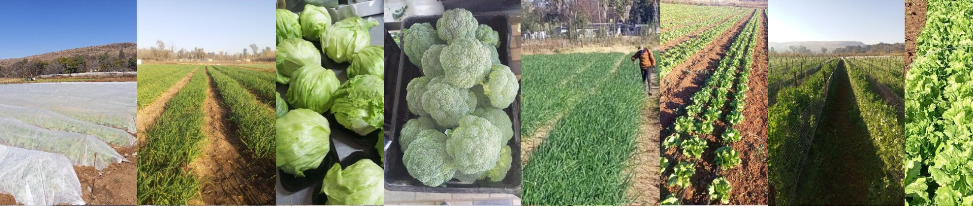 Vuyisile Veggies