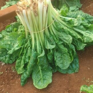 Fresh Spinach for sale on GroSpace