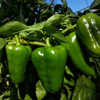 Green Peppers